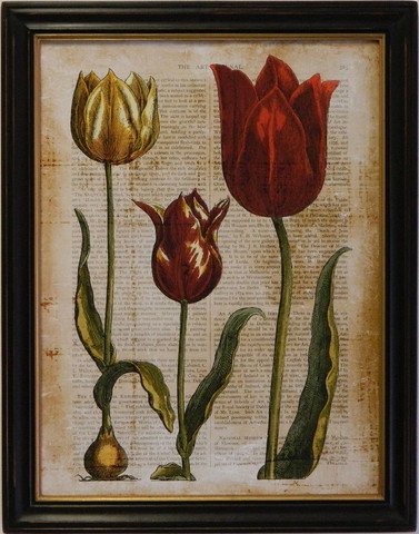 Antiquarian Tulip II