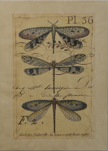 Dragonfly Ephemera II