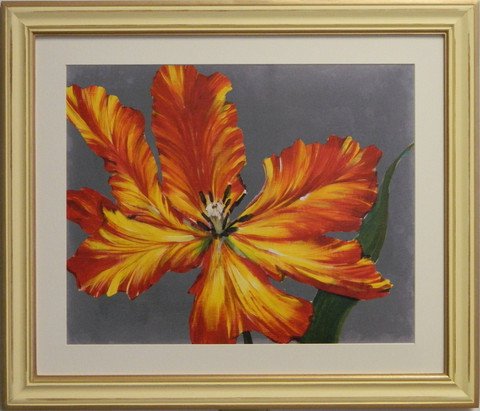 Tulip Portrait II