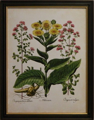 Besler Florilegium I