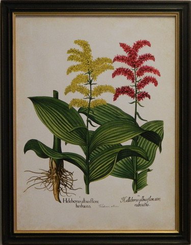 Besler Florilegium II