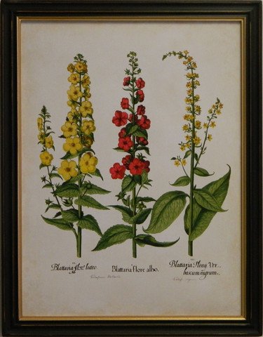 Besler Florilegium III