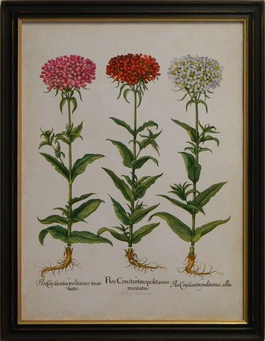 Besler Florilegium IV