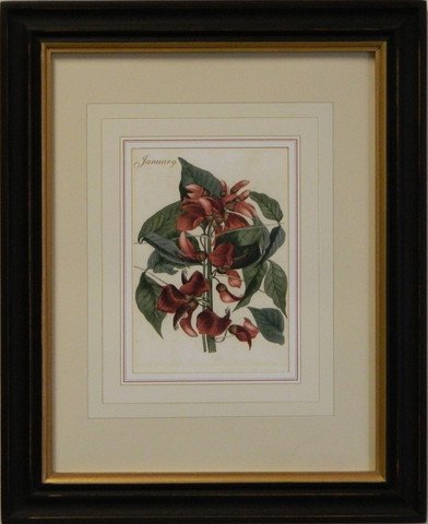 Flower of the Month - January