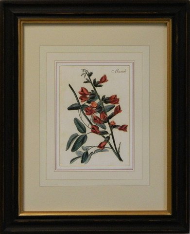 Flower of the Month - March
