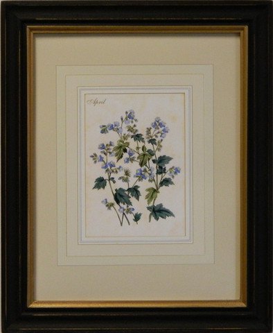 Flower of the Month - April