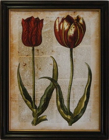 Antiquarian Tulip IV