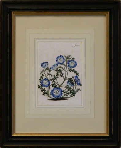 Flower of the Month - June