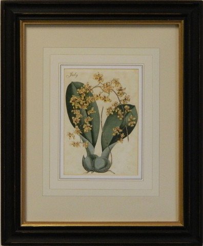 Flower of the Month - July