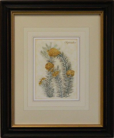 Flower of the Month - September