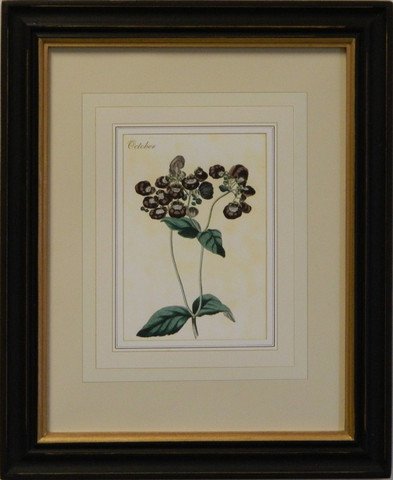 Flower of the Month - October