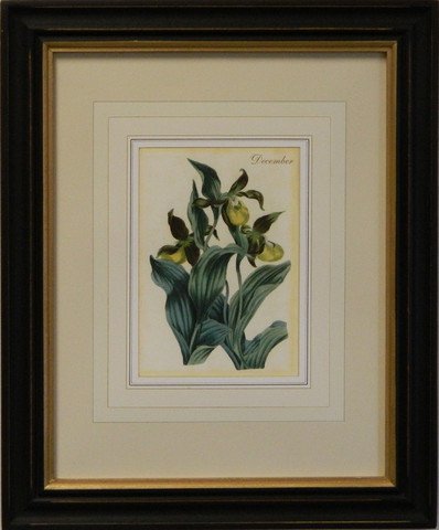 Flower of the Month - December
