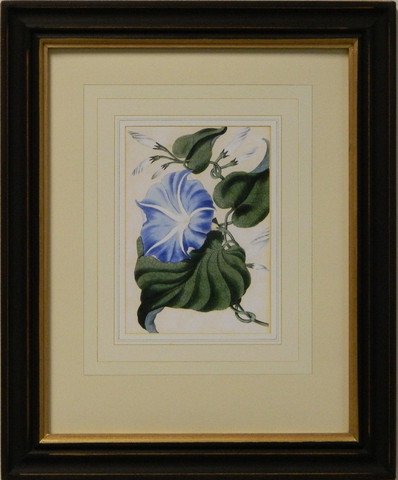 Vintage English Botanical Study Blue I