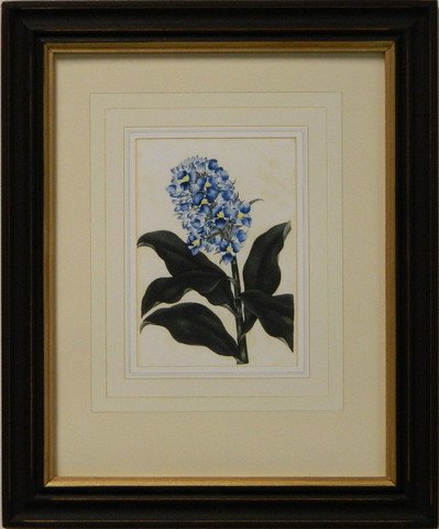Vintage English Botanical Study Blue II