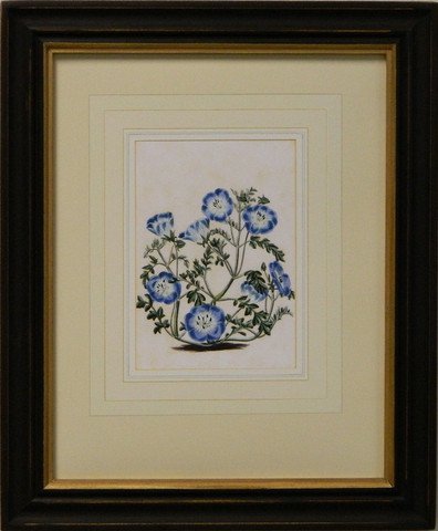 Vintage English Botanical Study Blue III