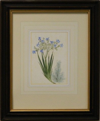 Vintage English Botanical Study Blue IV