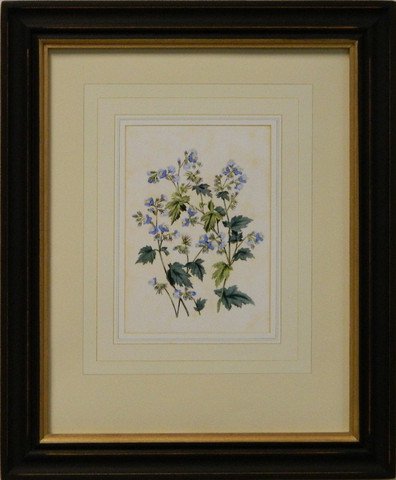 Vintage English Botanical Study Blue V