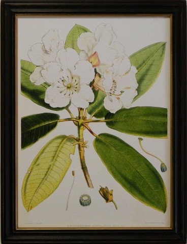 Rhododendron III
