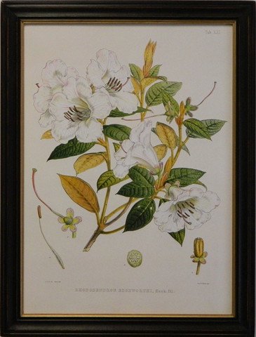 Rhododendron IV