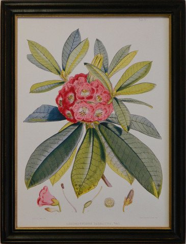 Rhododendron V