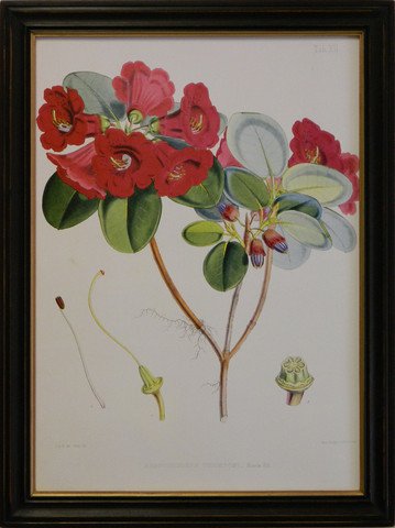 Rhododendron VIII