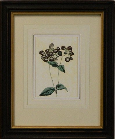 Vintage English Botanical Study Violet II