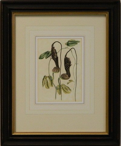 Vintage English Botanical Study Violet III