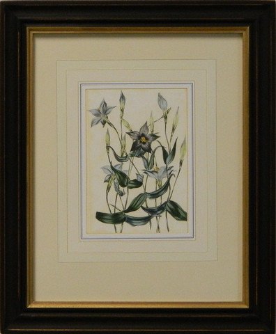 Vintage English Botanical Study Violet IV