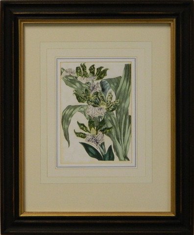 Vintage English Botanical Study Violet VI