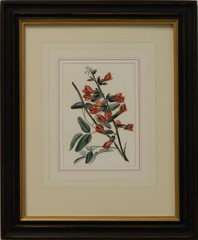 Vintage English Botanical Study Red II