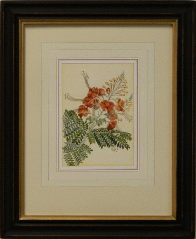 Vintage English Botanical Study Red III