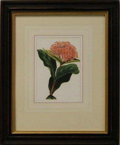 Vintage English Botanical Study Red IV