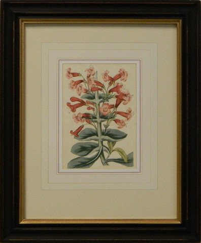 Vintage English Botanical Study Red V