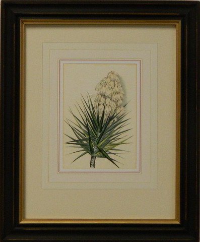 Vintage English Botanical Study Red VI