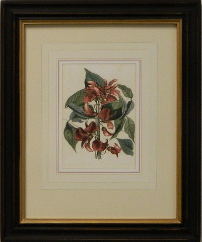 Vintage English Botanical Study Red I