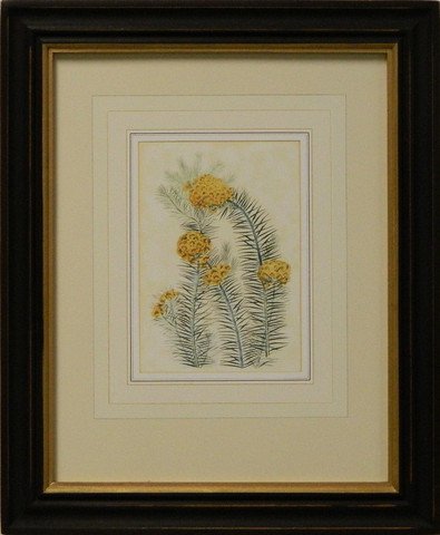 Vintage English Botanical Study Yellow II