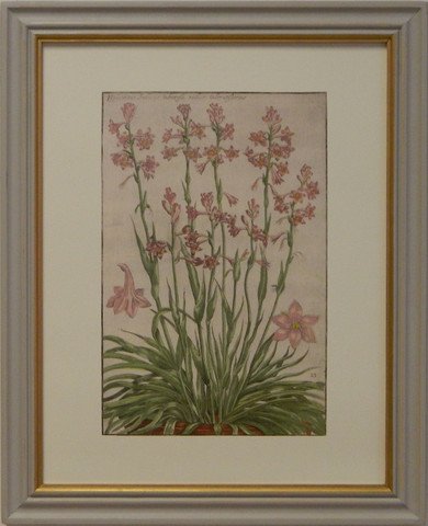 Rebel's Hyacinth