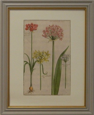 Rebel's Moly Umbellatum