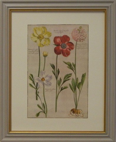 Rebel's Ranunculus