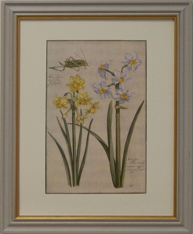 Rebel's Narcissus