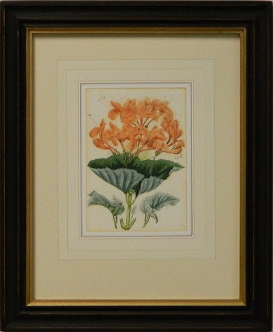 Vintage English Botanical Study Yellow III