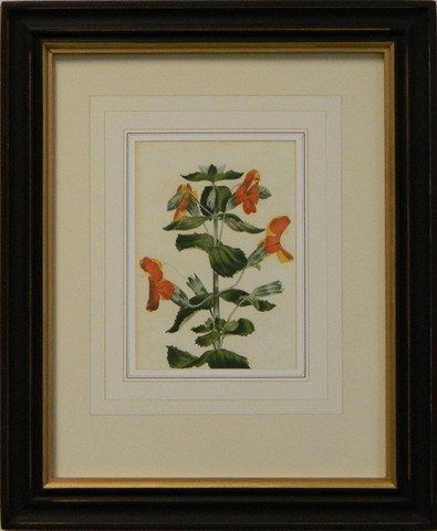 Vintage English Botanical Study Yellow IV