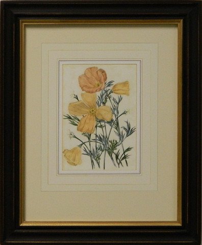 Vintage English Botanical Study Yellow VII