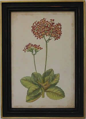 Curtis Blooms Red III - Black Frame