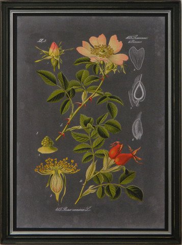 Midnight Botanica I