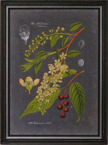 Midnight Botanica II