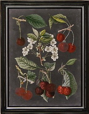 Orchard Varieties I