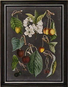 Orchard Varieties II