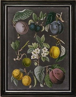Orchard Varieties IV