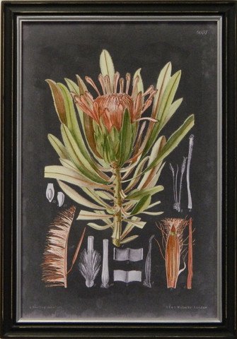 Vintage Slate Botanical II